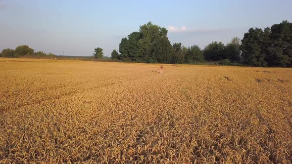 Beauty Girl Running on Yellow Wheat Field. Freedom Concept. Happy Woman Outdoors. Harvest. Aerial