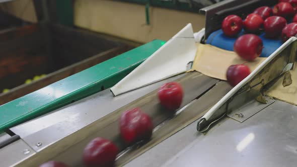 Apples on the Line for Their Selection