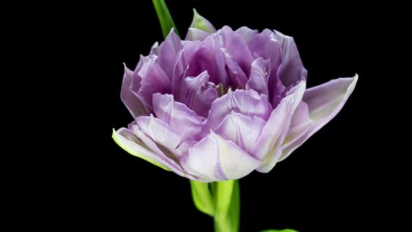 Timelapse of Red Tulip Flower Blooming on Black Background,