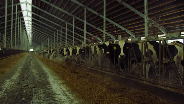 Modern Farm Cowshed with Milking Cows Eating Hay