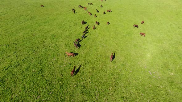 Grazing Horses on the Field