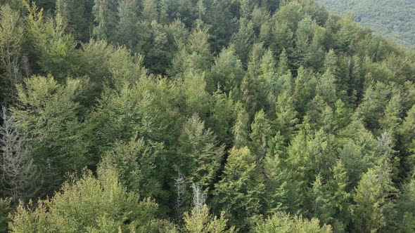 Forest in the Mountains. Aerial View of the Carpathian Mountains in Autumn. Ukraine