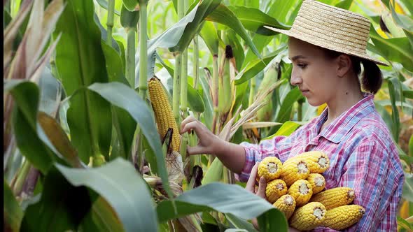 Farmer harvesting sweet corn cobs in corn field