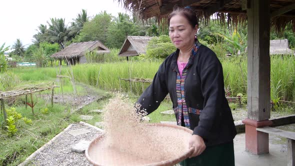 Woman Threshed Rice