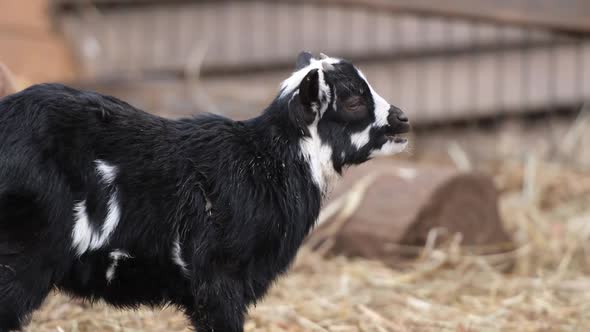 Cute Goat in Zoo