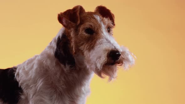 Close Up of a Fox Terrier Muzzle on a Yellow Orange Gradient Background. Dog in the Studio, Looking