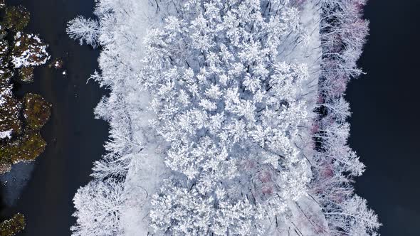 Winter river and snowy forest. Aerial view of wildlife, Poland
