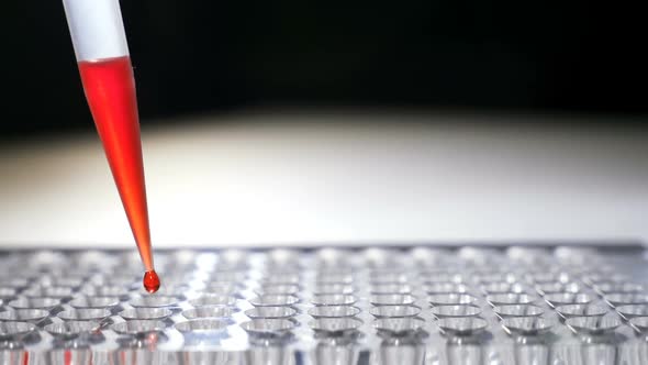 Researcher Pipetts Samples in Well Microplate. Medical Test of Blood or Dna