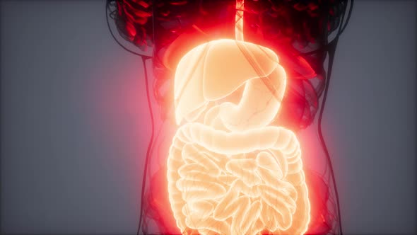 3d Illustration of Human Digestive System Parts and Functions alt
