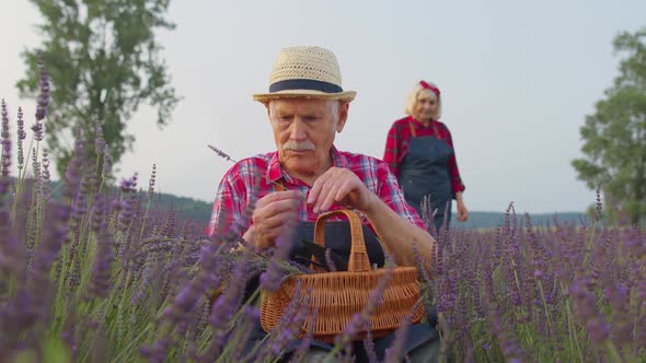 Senior Farmer Grandfather Man in Organic Blooming Field of Purple Lavender Flowers Harvesting