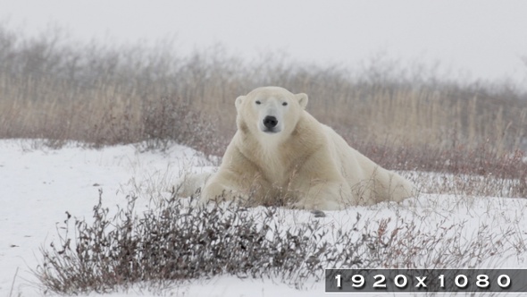 Polar Bear lying in the Storm