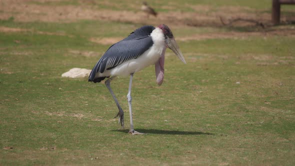 Marabou walking a grassy field