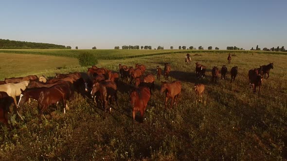 Horses and Horizon.