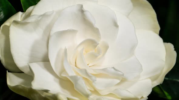 White Flower Opening Time Lapse. Gardenia Jasminoides or Cape Jasmine Flower Blooming