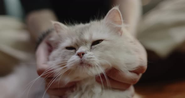 Close up hand of  human playing with adorable cat, Slow motion shot