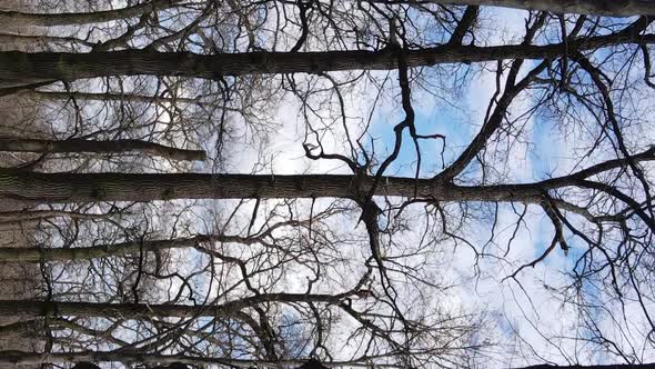 Vertical Video of the Forest with Trees Without Leaves Slow Motion