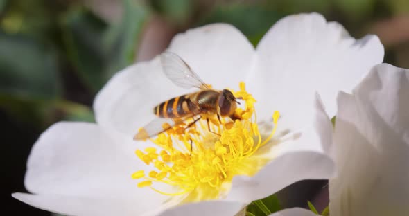 Hoverflies Flower Flies or Syrphid Flies Insect Family Syrphidae