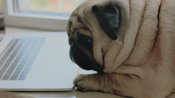 Cute Dog Pug with a Laptop on the Windowsill