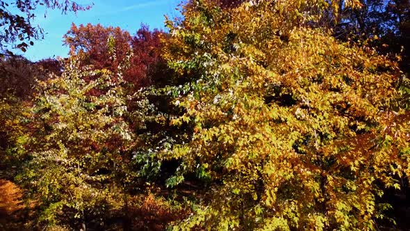 Aerial drone view of a flying in the autumn park.