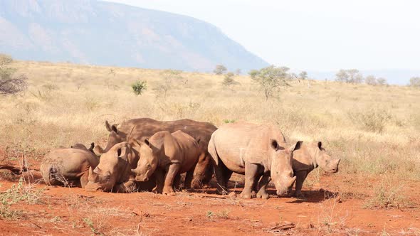 A crash of White Rhinos relax on savanna in heat of African day