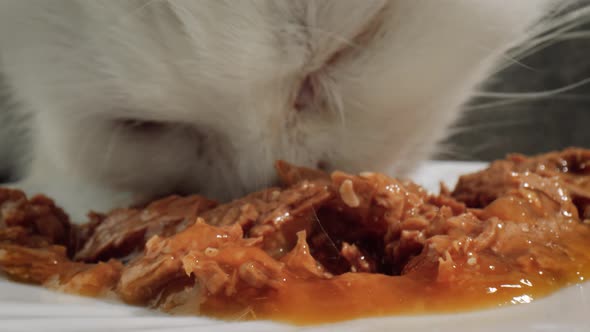 Cat Eats Cat Food