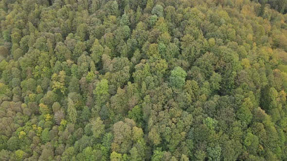 Trees in the Mountains Slow Motion. Aerial View of the Carpathian Mountains in Autumn. Ukraine