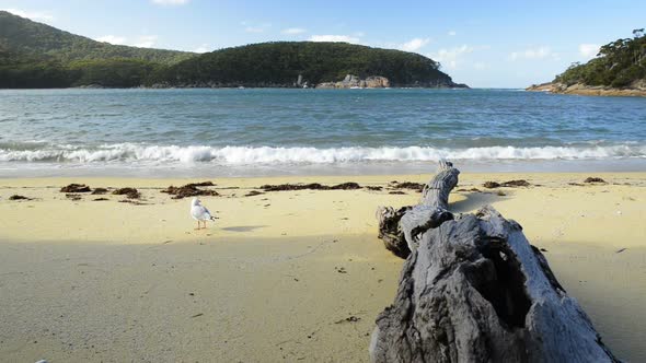 Seagull On Beach