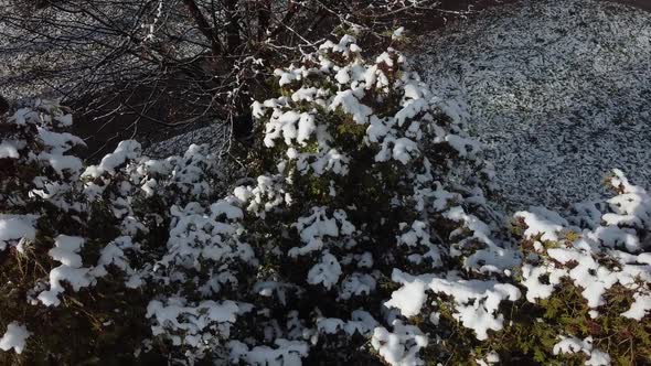 Trees in the winter park