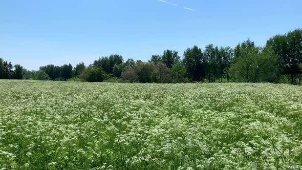 Summer meadow filled with blooming cow parsley swaying in the wind