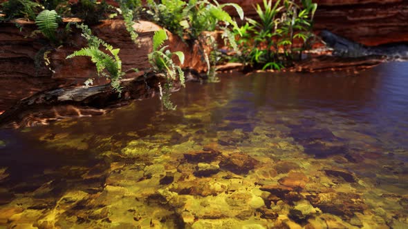 Tropical Golden Pond with Rocks and Green Plants alt