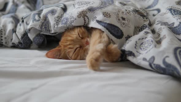 Cute Ginger Cat Sleeps in Bed. Fluffy Pet Comfortably Settled Under Blanket.