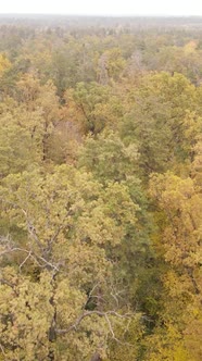 Vertical Video Autumn Forest By Day