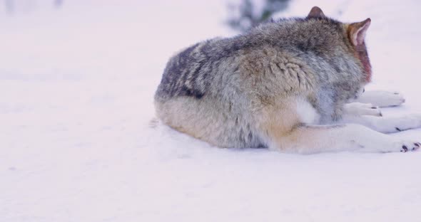 Two Wolves, One Cleaning Himself and One Sleeping