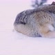 Two Wolves, One Cleaning Himself and One Sleeping - VideoHive Item for Sale