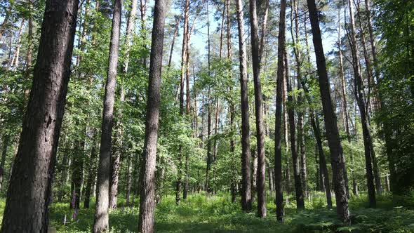 Trees in the Forest By Summer Day