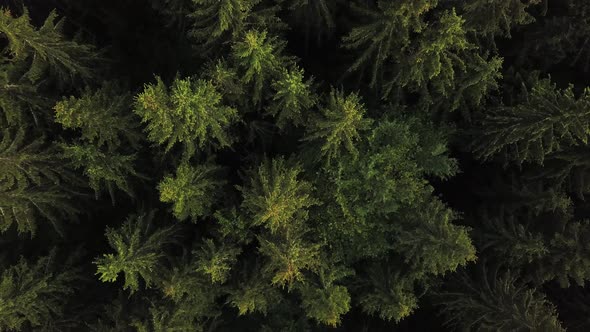 Nature aerial shot, flying over pine tree forest in Carpates, Ukraine. Treetops