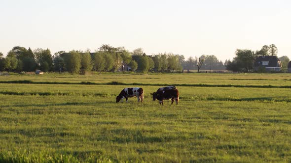 Circling drone shot of a herd of cows grazing in a green field in Krimpenerwaard, Netherlands.