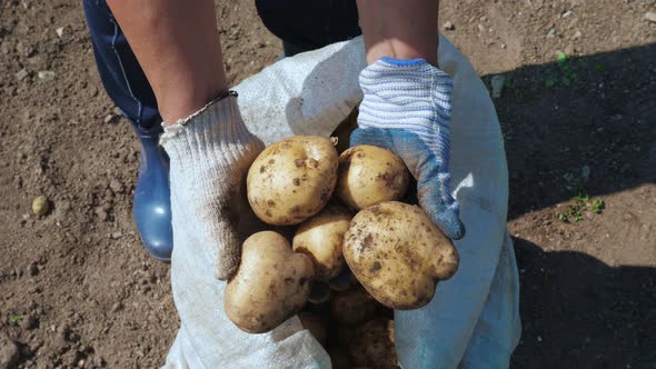 Woman Farmer Holding Potato Tubers in Her Hands.