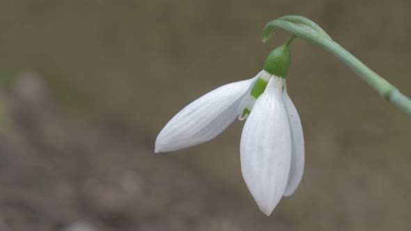 Elegant  snowdrop  flower in the garden shallow DOF  4K 2160p UHD natural footage - Galanthus nivali