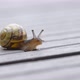 Macro Snail Extending Antennas - VideoHive Item for Sale
