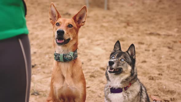 Close Up. Beautiful West Siberian Laika and Mixed Breed Dog Sitting in the Sand and Looking at the