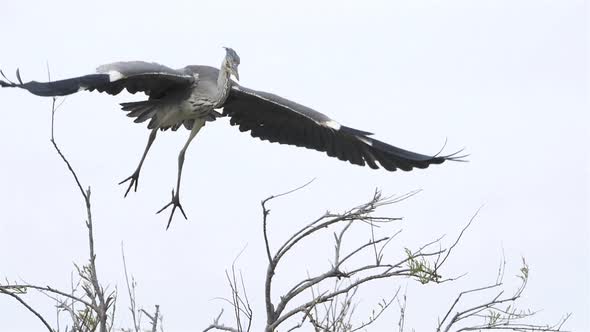 Grey heron, Ardea cinerea, Camargue, France