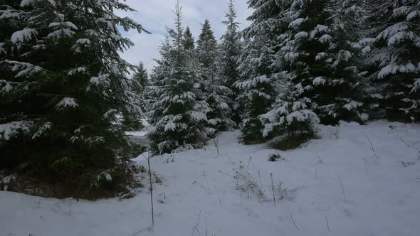 Snowy fir trees near a lake