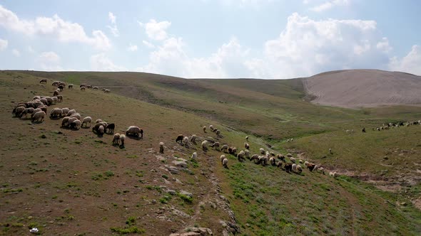 Herd of sheep run away from drone, green desert hills, white sheep herd