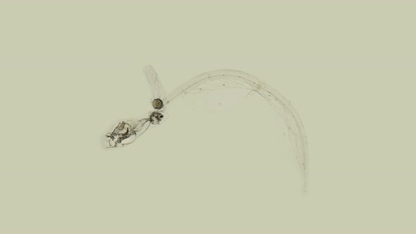 Under a Microscope, Plankton and Zooplankton, Appendicularia Belong To the Pelagic Tunicata Tunicata