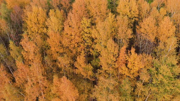 Aerial Over Crowns Of Trees In Forest Golden Red Yellow Color On Autumn Evening