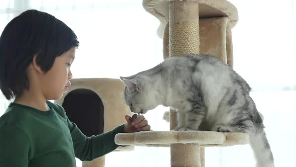 Cute Asian Child Feeding American Shorthair Cats At Home Slow Motion 3