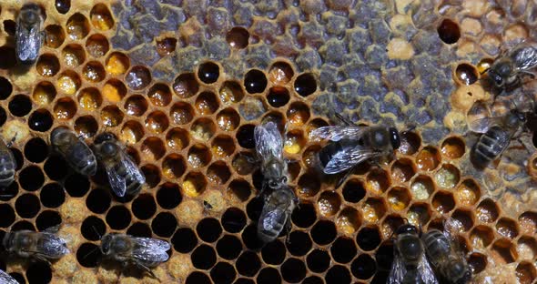 |European Honey Bee, apis mellifera, Bees on a Frame with alveolus filled with Honey and Pollen