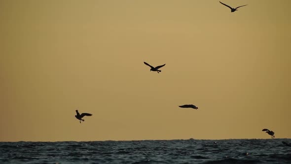 A Flock of Seagulls Fly and Fish in the Sea