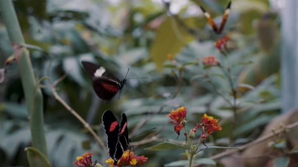 Postman Butterflies Near The Flowers In The Garden - selective focus